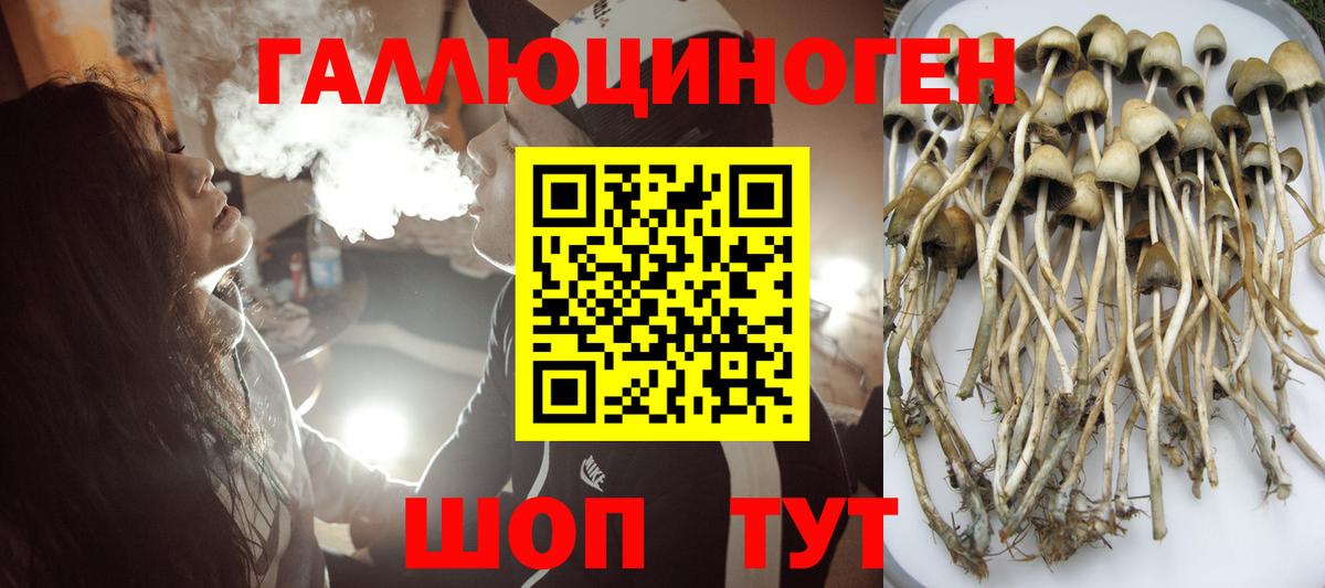 Гатчина  Псилоцибиновые грибы MAGIC MUSHROOMS  Вход с VPN 