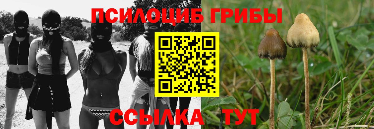 Псилоцибиновые грибы Psilocybine cubensis Гатчина
